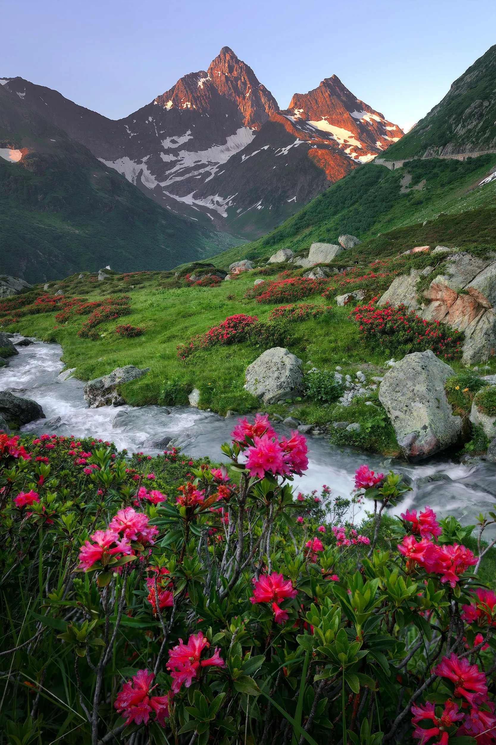 Snow-capped peaks above a slope in full alpine-rose bloom.
