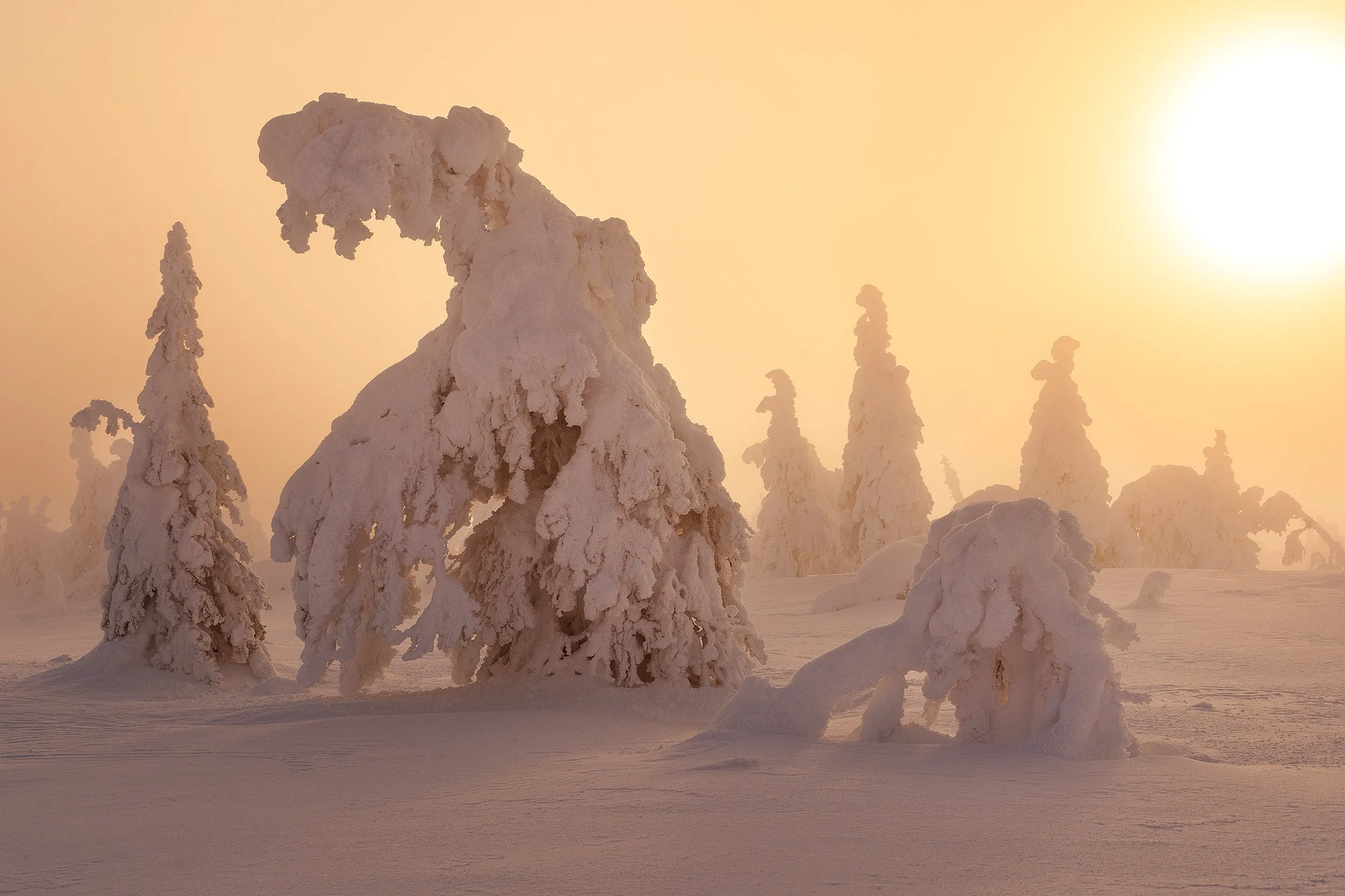 Snow-heavy firs backlit by the rising sun.