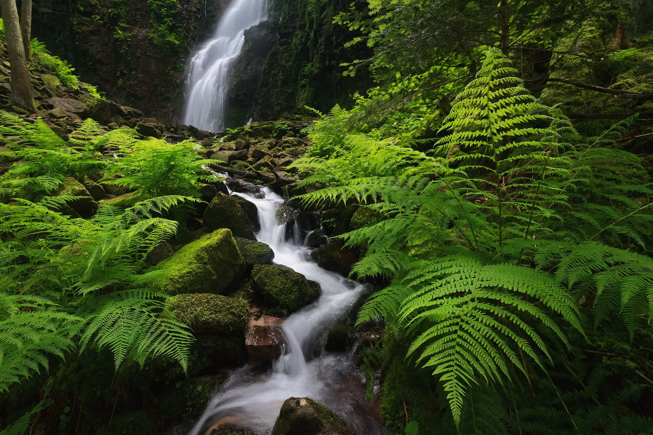 A waterfall among ferns in dense green forest.