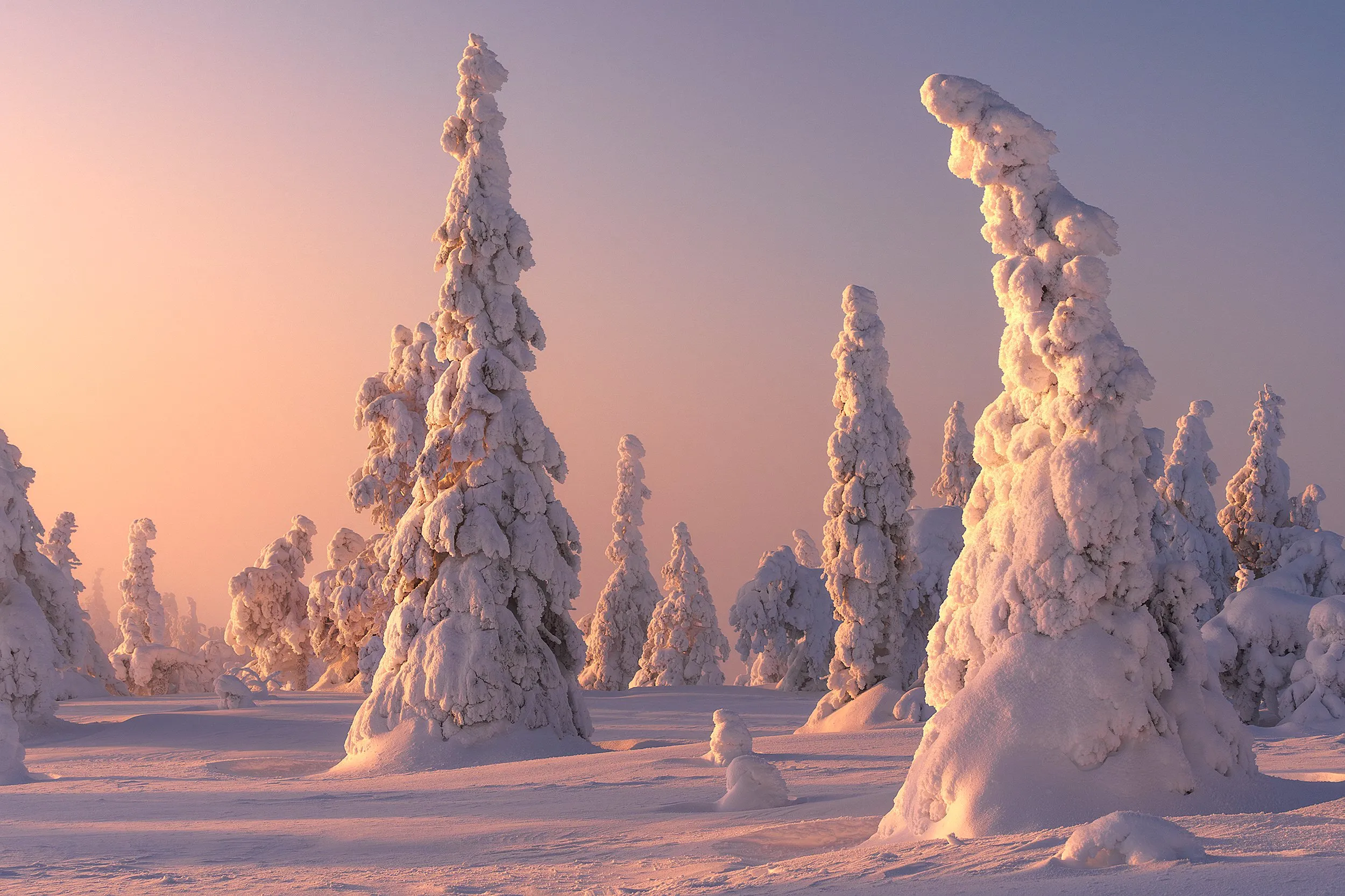 Evergreens at sunset, every branch heavy with fresh snow.