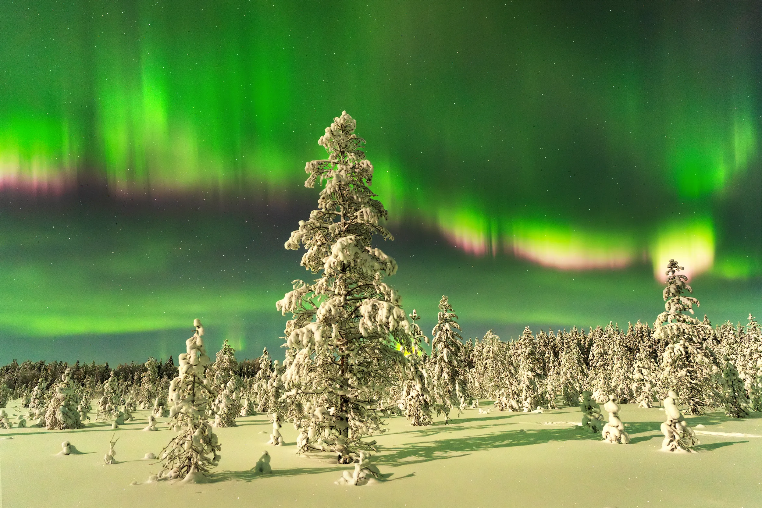 Snow-covered trees beneath the northern lights.
