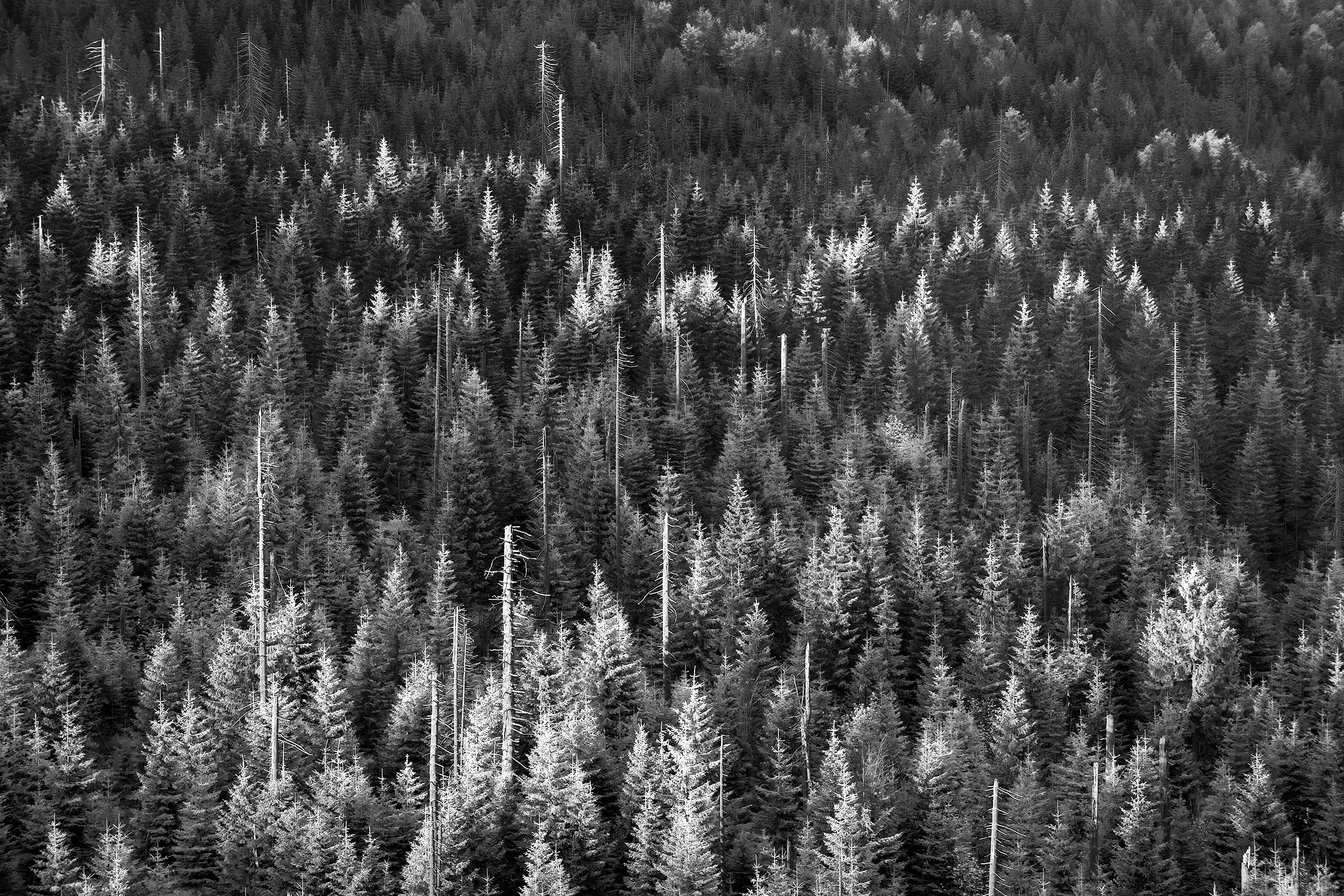 A densely forested slope with a few standing dead trees, in monochrome.