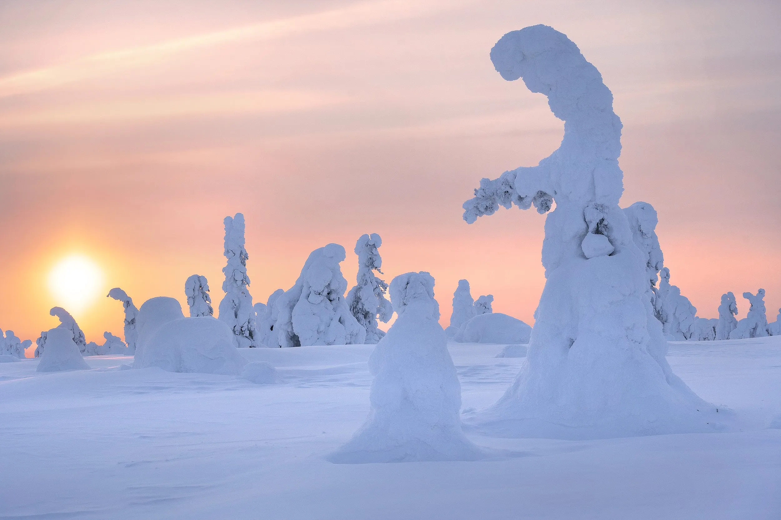 Winter forest in the rose and orange light of dusk.