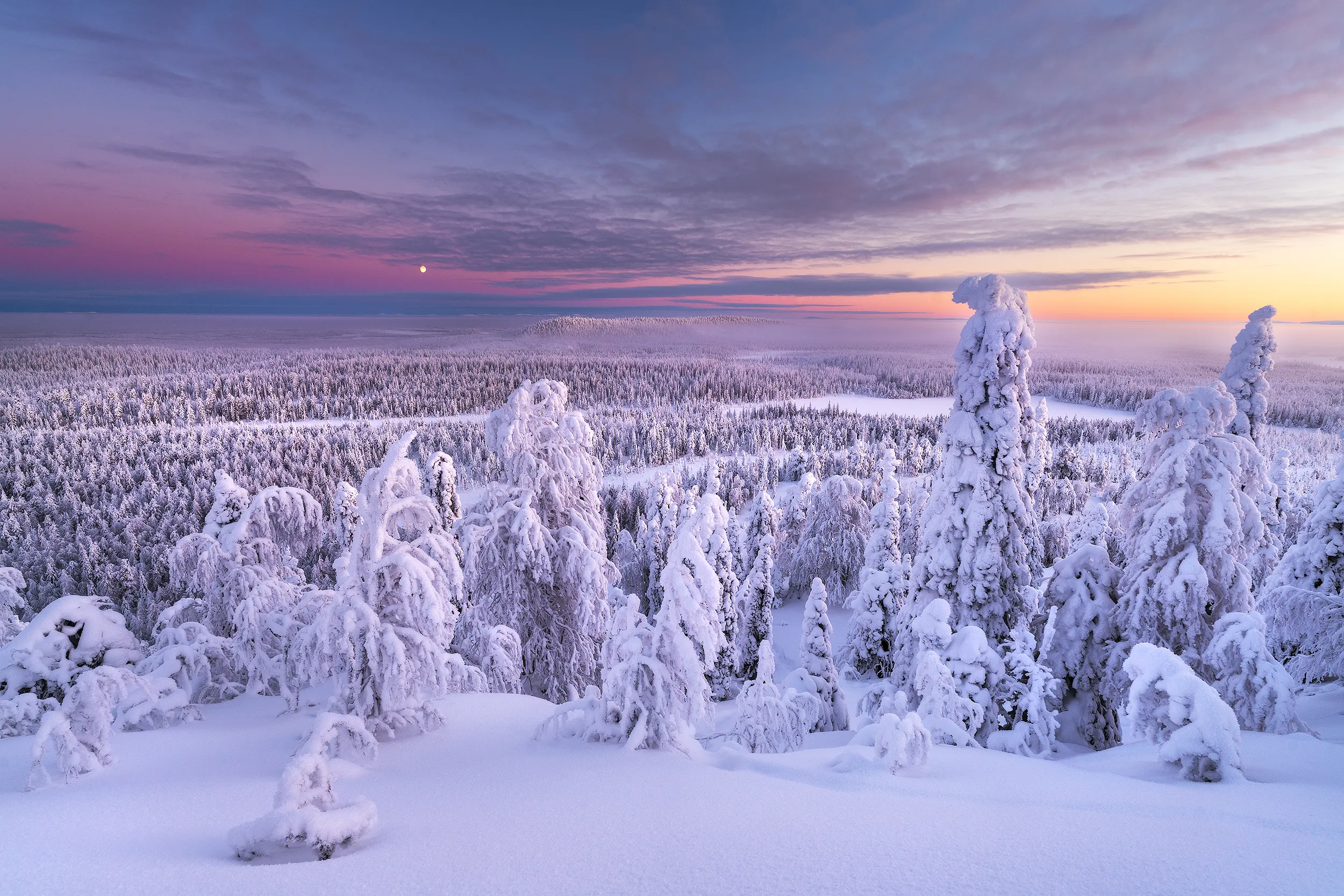 Snow-covered trees at sunset with a colorful sky and a visible moon.