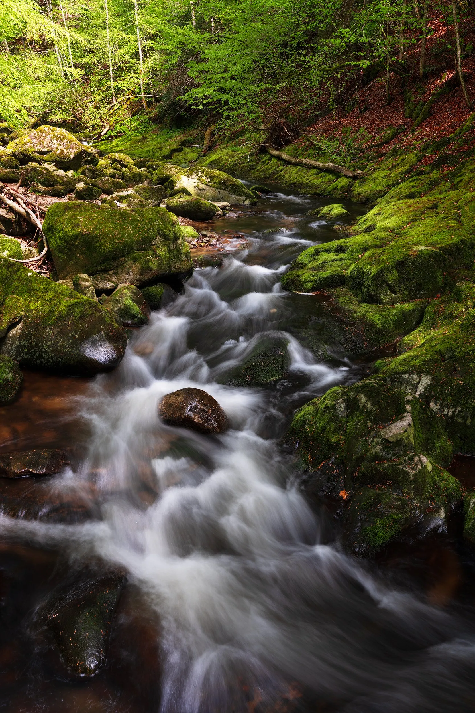 Flowing water over moss-covered stones in a green forest.