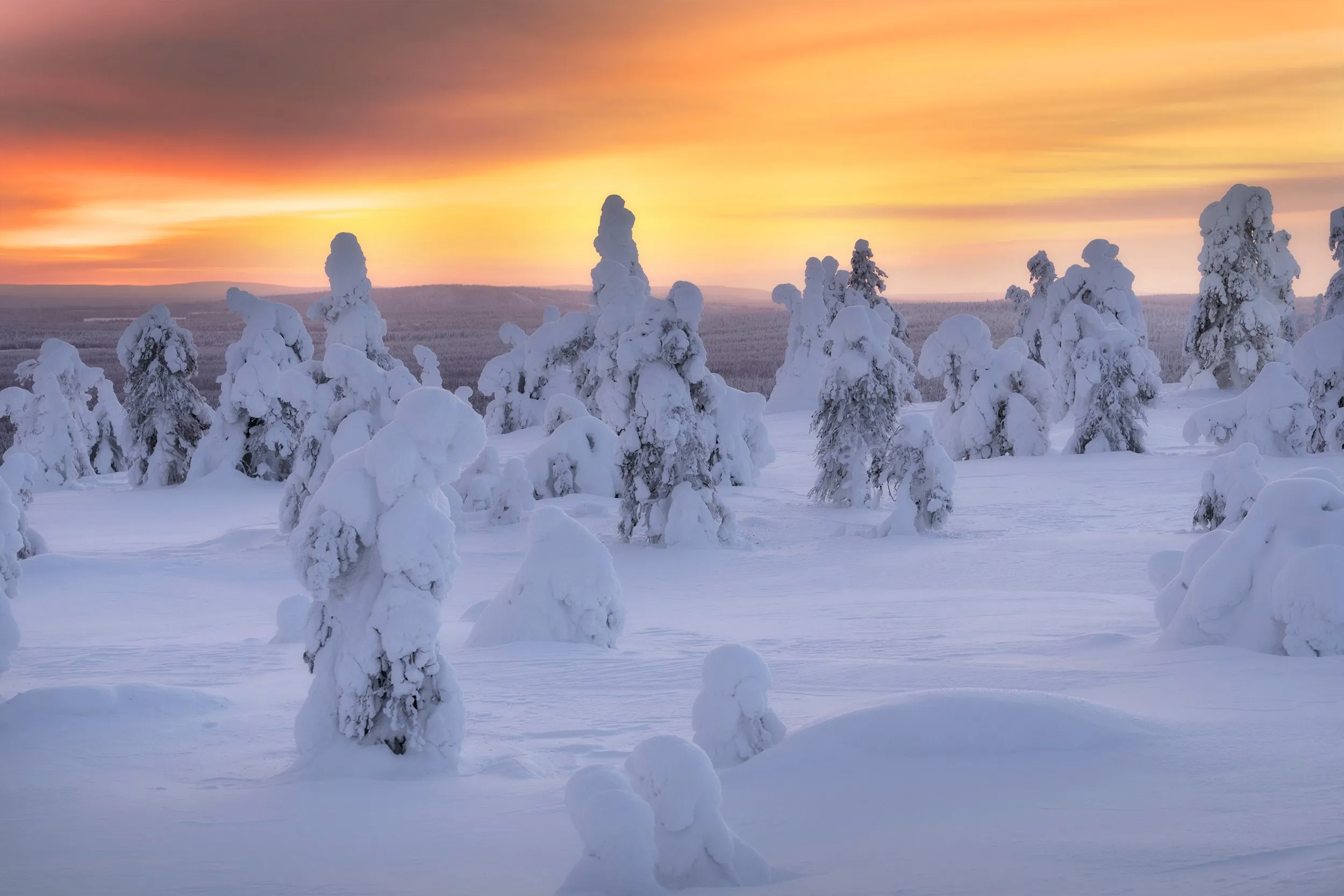 Winter forest in the day's last light.