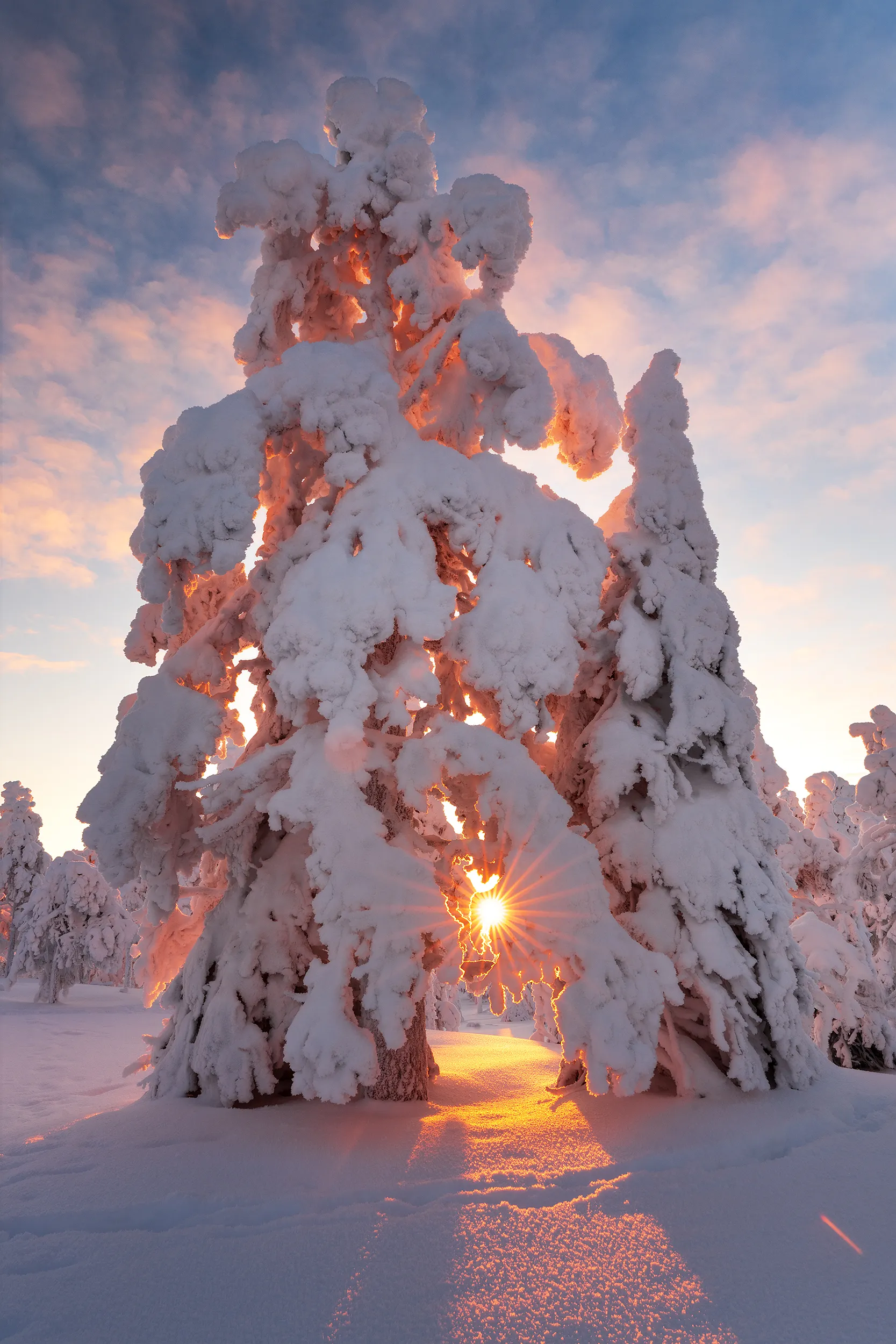 Snow-covered trees with the sun shining through them in a winter landscape.