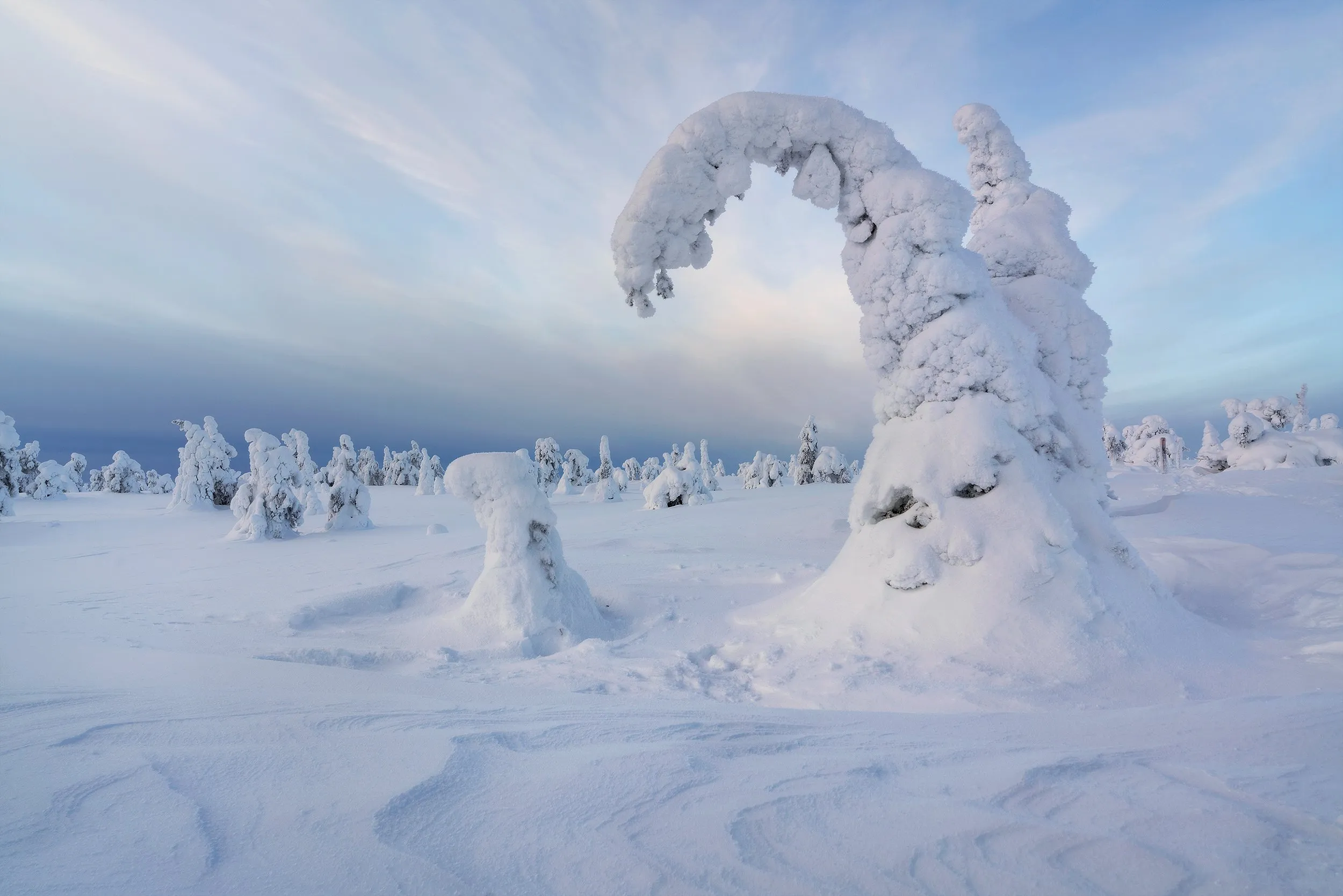 Wind-sculpted snow drifts between the trees.