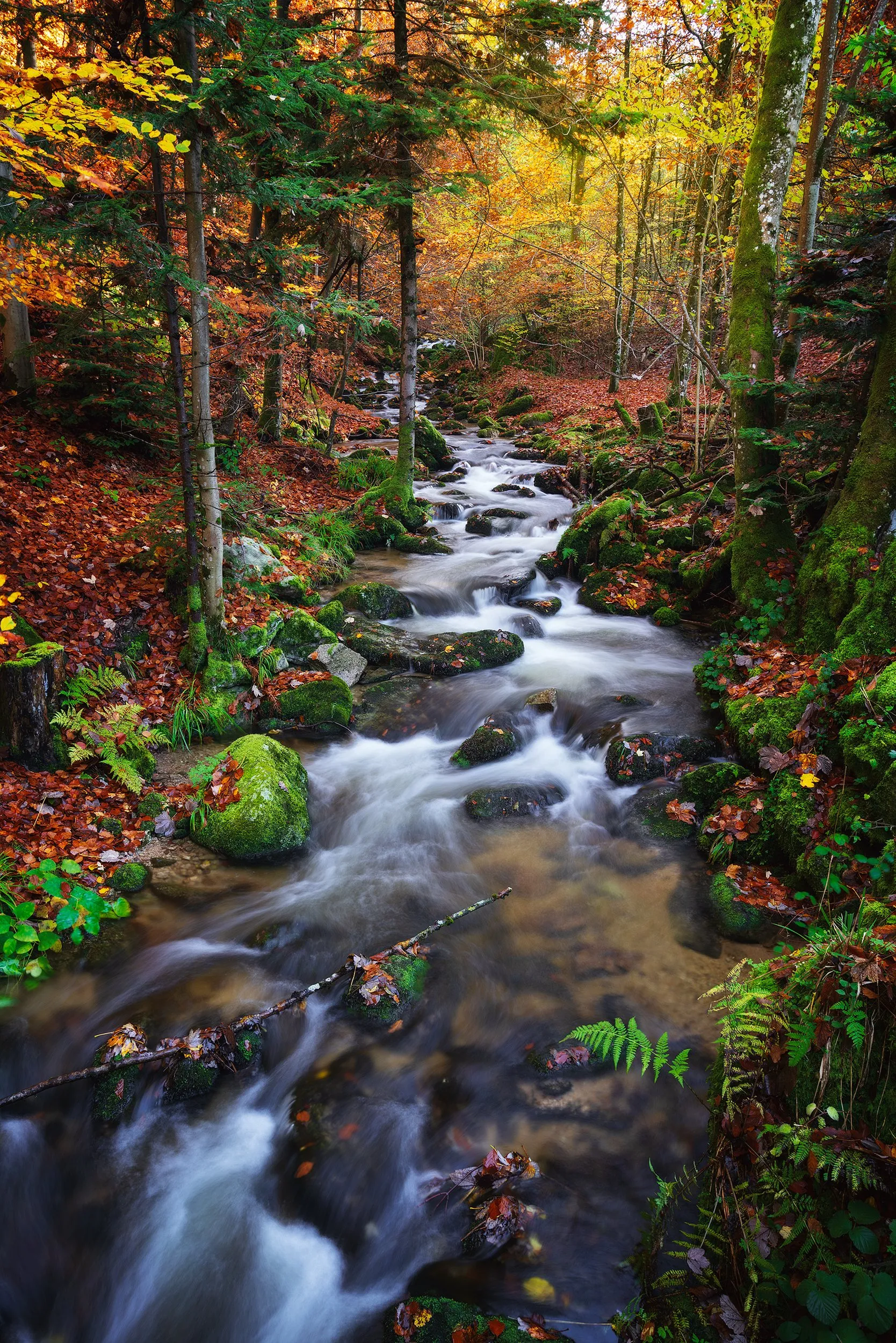 A forest stream between autumn-coloured trees and mossy stones.