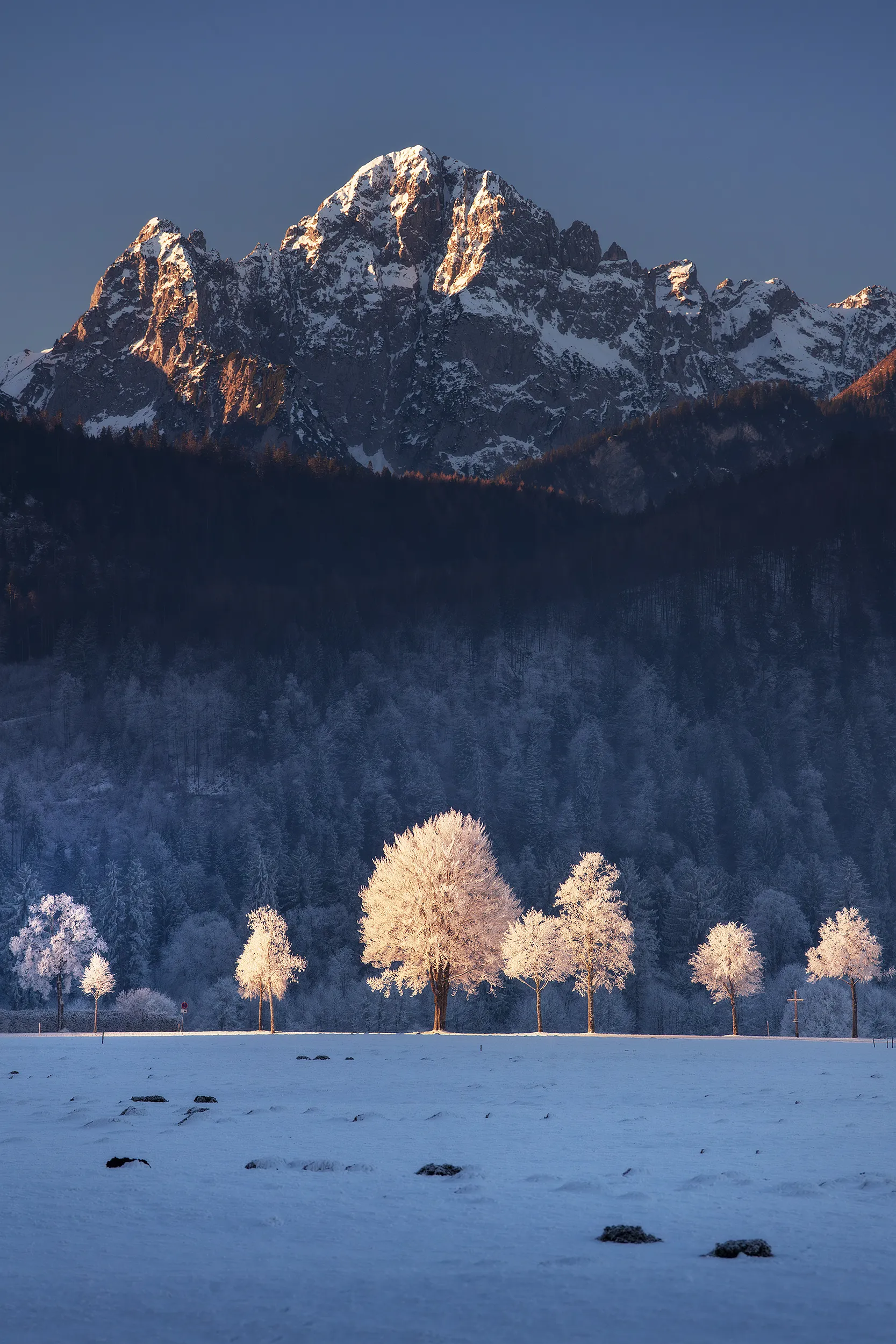 Seven frosted trees in the snow, a dark forested hill and a snow-capped peak behind them.