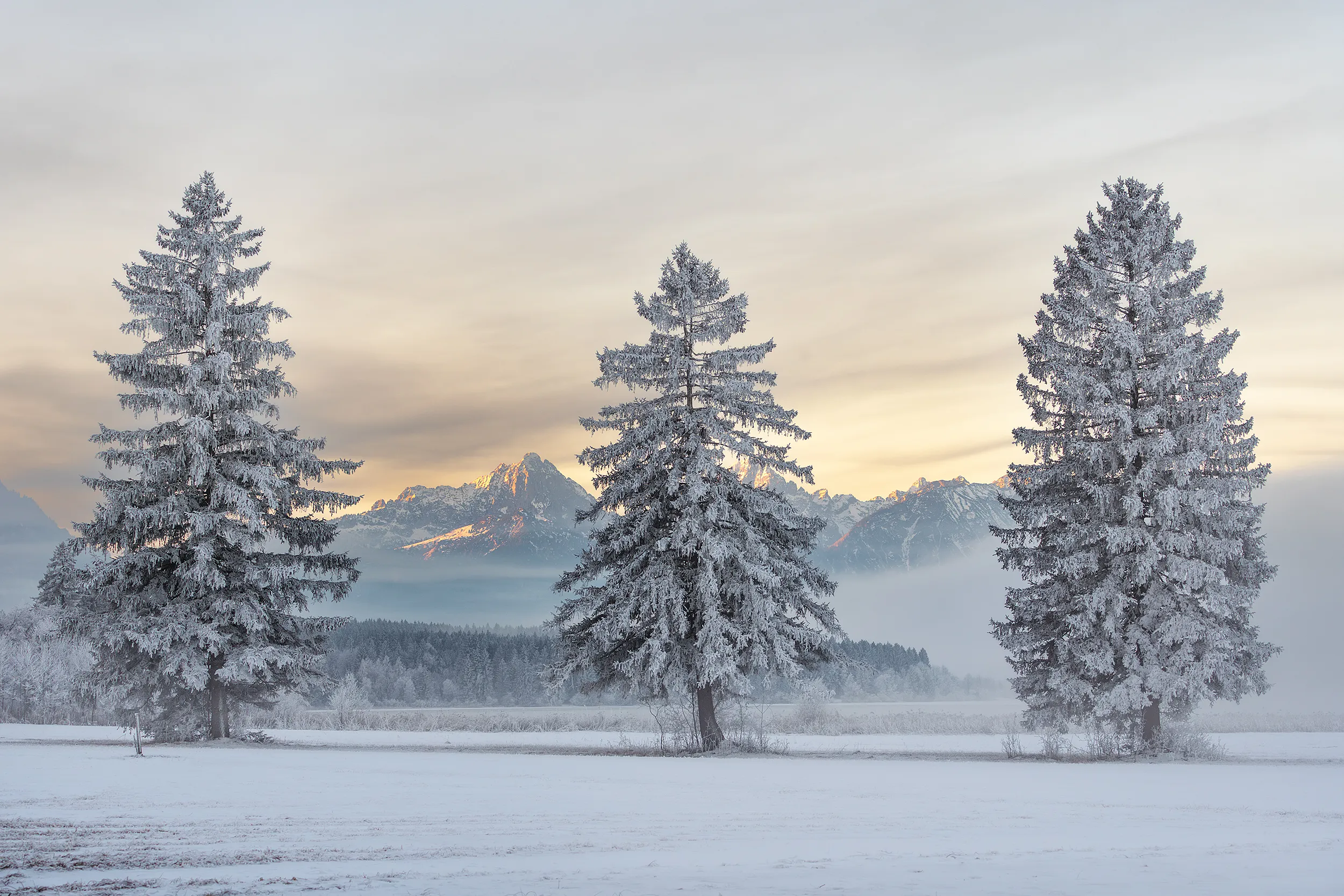 Three snow-covered pine trees with distant snow-capped mountains.