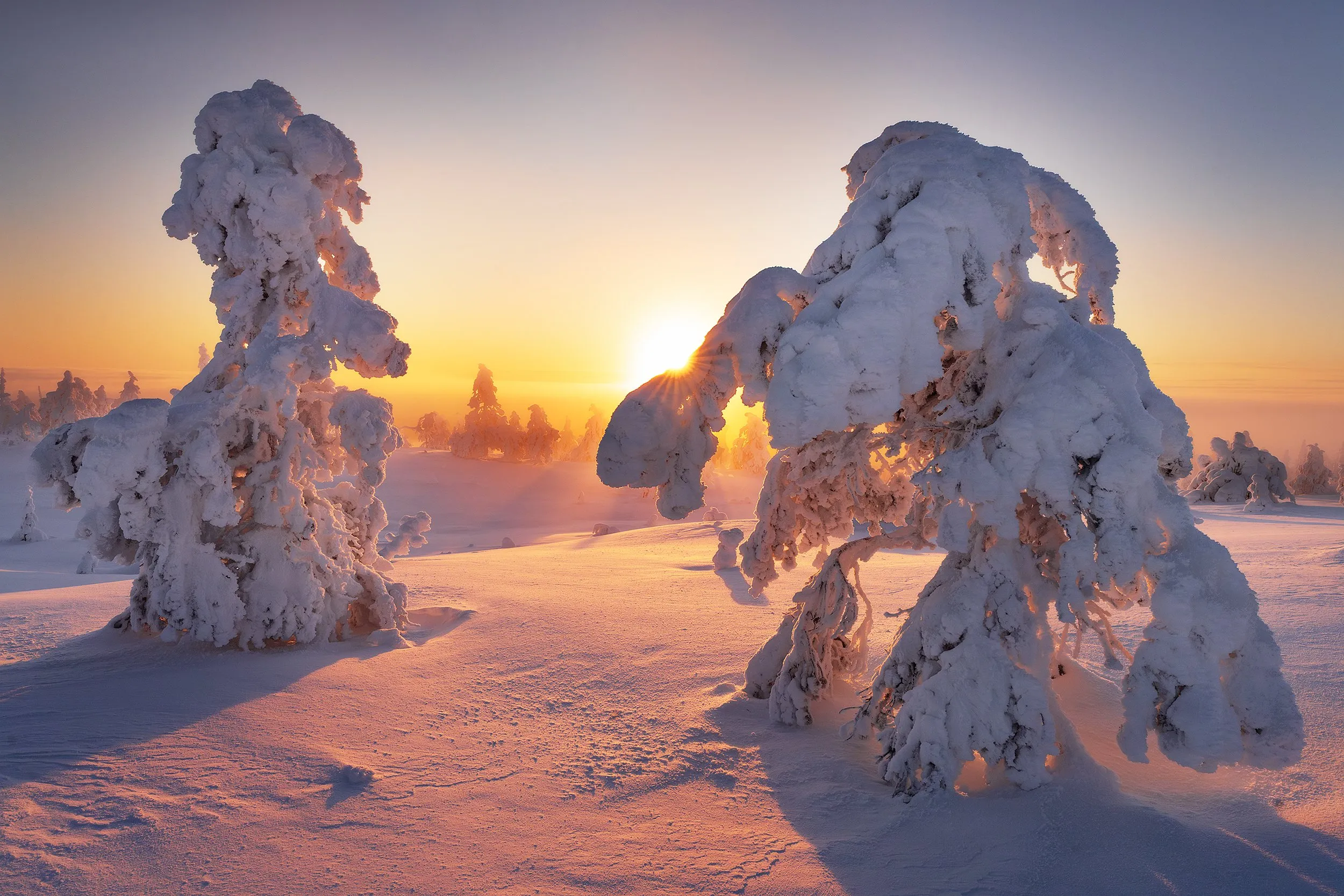 Snow-covered forest at sundown.
