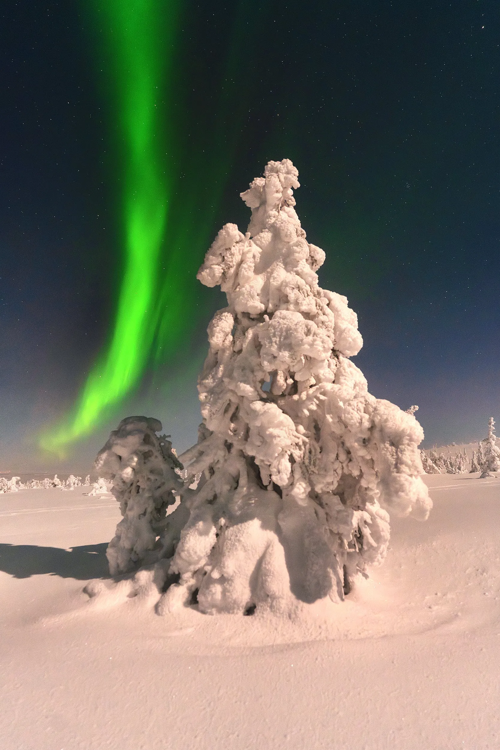 A single spruce under the aurora on a snow-bound night.