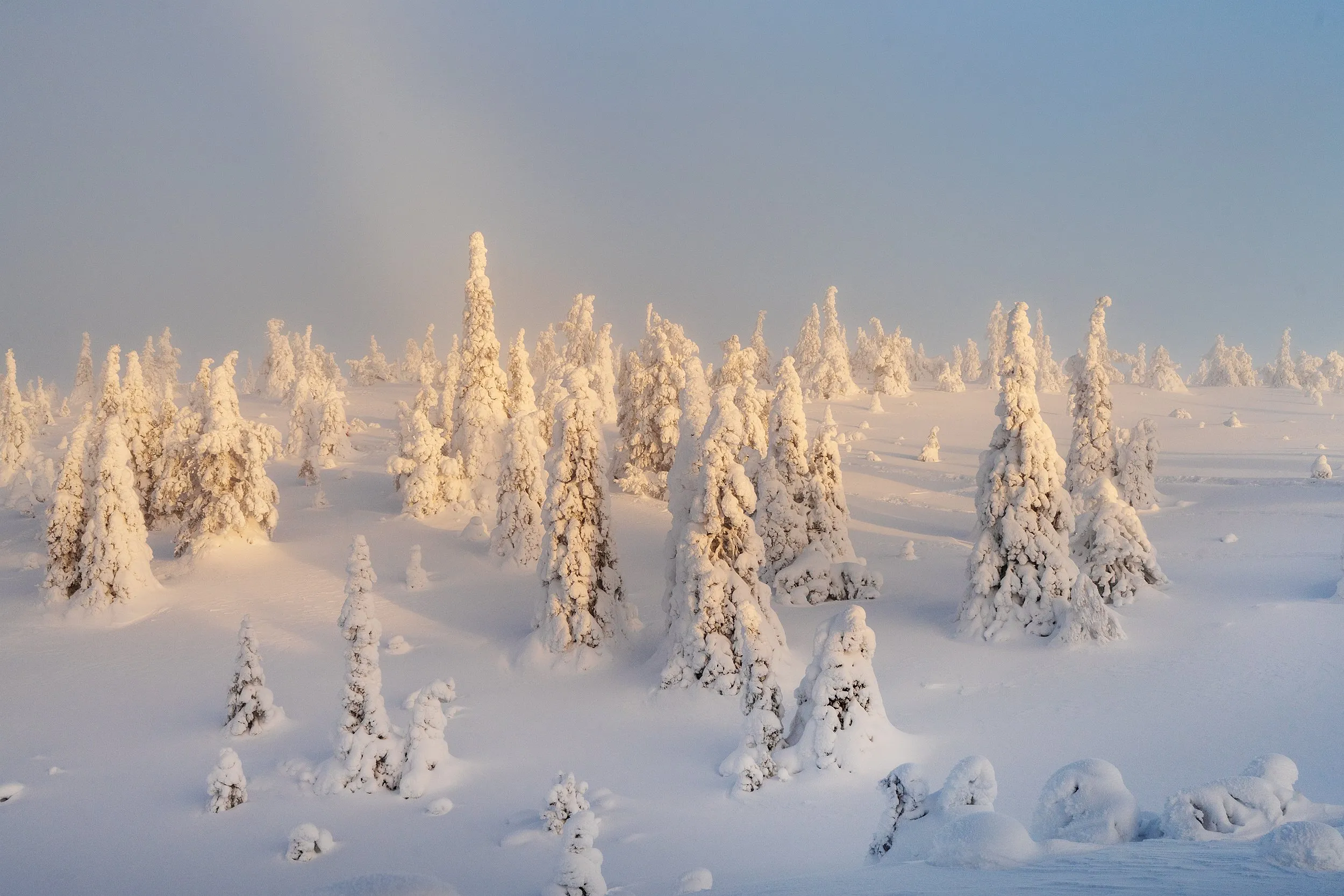 Winter forest under a clear sky.