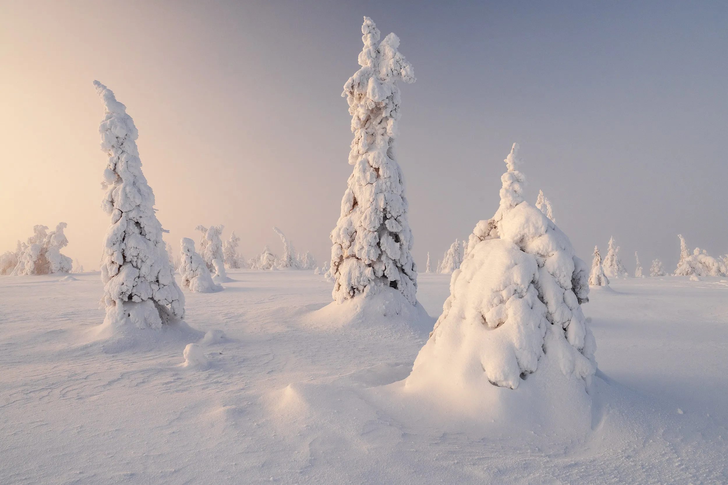 Winter forest beneath a clouded dusk sky.