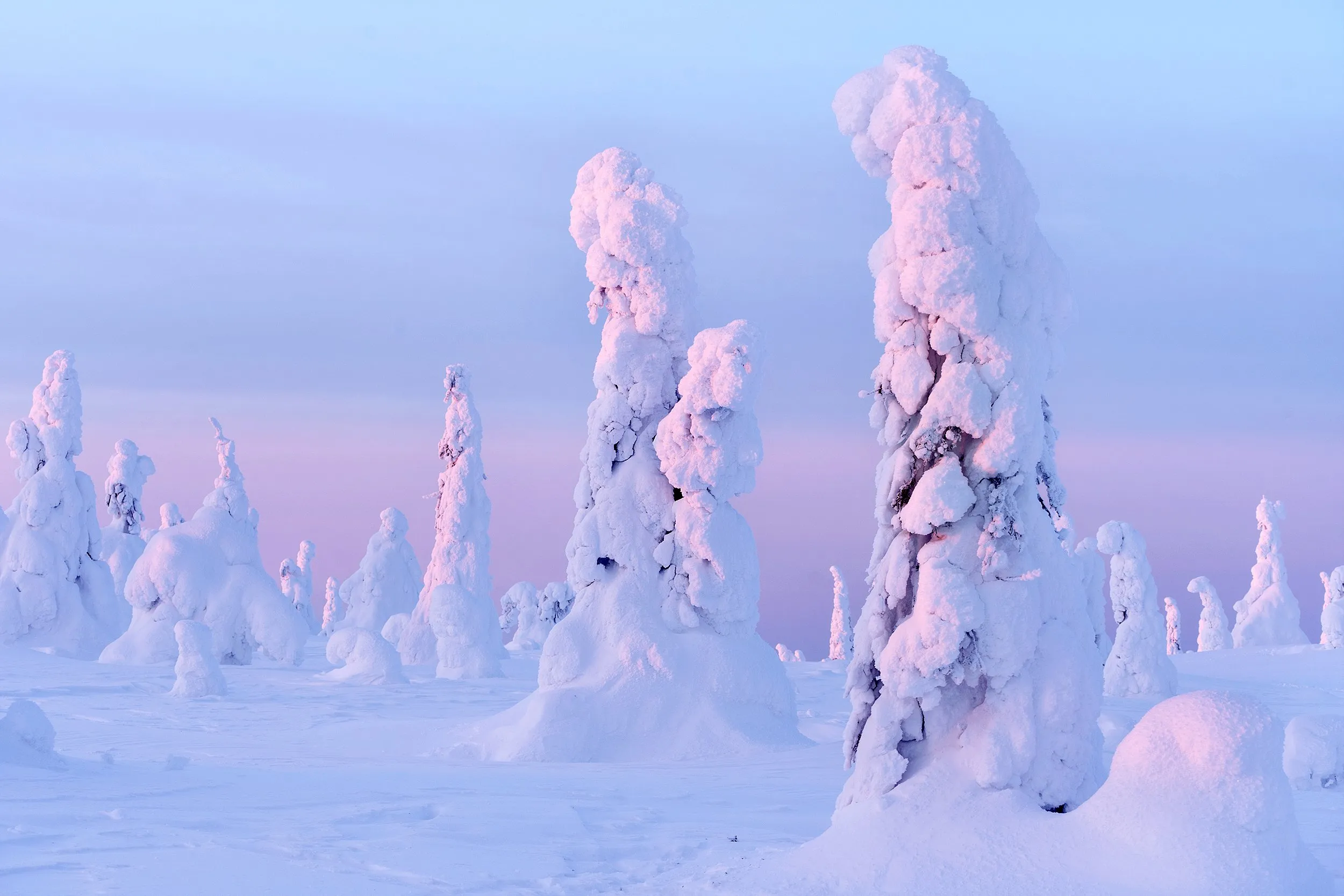 Winter forest under a pale pink sky.