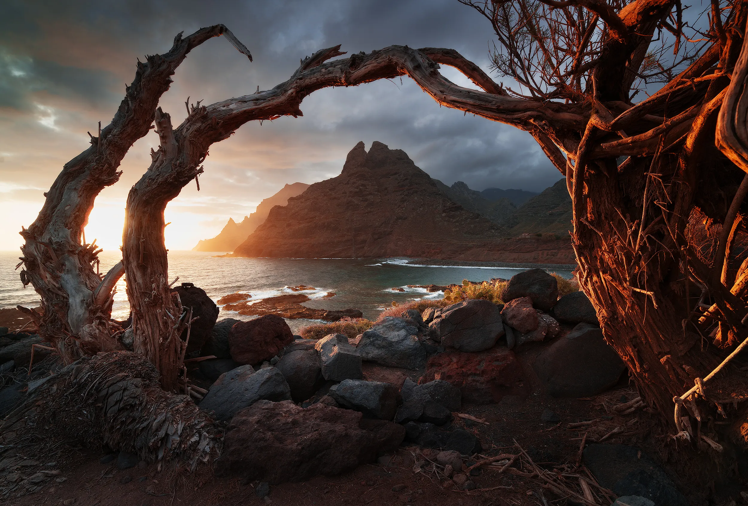 Sunset over a rugged coastline, framed by a twisted leafless tree.
